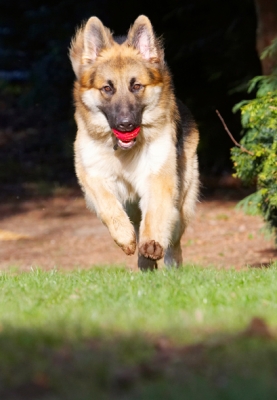 And, action
Schlüsselwörter: Alsatian Alsatians Animal Animals Ball Canine Canines Dog Dogs Gatsby German Shepherd Land Mammal Land Mammals Play Playing Playtime Run Running Terrestrial Mammal Terrestrial Mammals