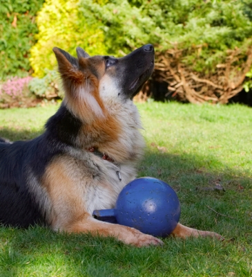 Uh, oh, here it comes again
Schlüsselwörter: Alert Alsatian Alsatians Animal Animals Attention Ball Canine Canines Dog Dogs Gatsby German Shepherd Land Mammal Land Mammals Play Playing Playtime Terrestrial Mammal Terrestrial Mammals