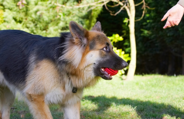No, it's mine
Keywords: Alsatian Alsatians Animal Animals Ball Canine Canines Dog Dogs Gatsby German Shepherd Land Mammal Land Mammals Play Playing Playtime Terrestrial Mammal Terrestrial Mammals