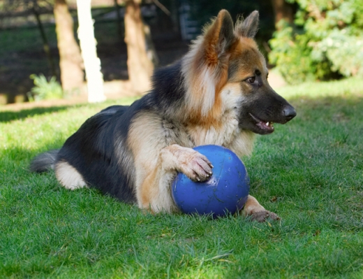Back to guard duties
Ключови думи: Alsatian Alsatians Animal Animals Ball Canine Canines Dog Dogs Gatsby German Shepherd Land Mammal Land Mammals Play Playing Playtime Terrestrial Mammal Terrestrial Mammals