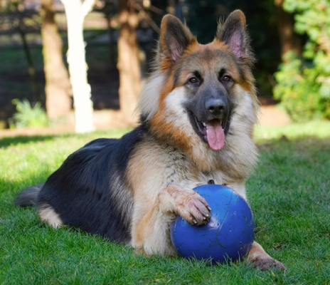 Anahtar kelimeler: Alsatian Alsatians Animal Animals Ball Canine Canines Dog Dogs Gatsby German Shepherd Land Mammal Land Mammals Play Playing Playtime Terrestrial Mammal Terrestrial Mammals Tongue