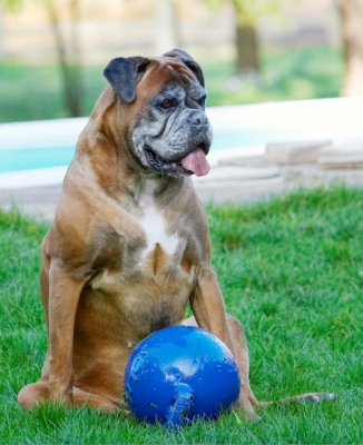 Gotta take a break
Palabras clave: Animal Animals Ball Boxer Boxers Canine Canines Dog Dogs Land Mammal Land Mammals Phoebe Play Playing Playtime Sit Sitting Terrestrial Mammal Terrestrial Mammals Tongue