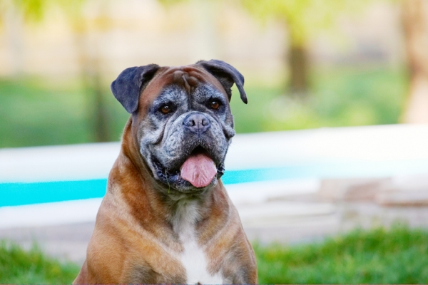 Boy, I'm pooped
Keywords: Animal Animals Boxer Boxers Canine Canines Dog Dogs Land Mammal Land Mammals Phoebe Play Playing Playtime Terrestrial Mammal Terrestrial Mammals Tongue