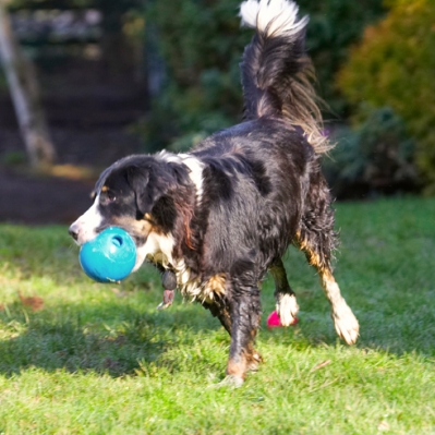 This ball is just my size
Keywords: Animal Animals Ball Canine Canines Collie Collies Dog Dogs Jake Land Mammal Land Mammals Play Playing Playtime Terrestrial Mammal Terrestrial Mammals