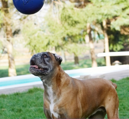 How d'ya expect me to catch that??
Ключові слова: Animal Animals Ball Boxer Boxers Canine Canines Dog Dogs Land Mammal Land Mammals Phoebe Play Playing Playtime Terrestrial Mammal Terrestrial Mammals Tongue