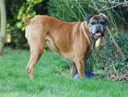 Wot AM I supposed to do with this really big ball?
الكلمات الإستدلالية(لتسهيل البحث): Animal Animals Boxer Boxers Canine Canines Dog Dogs Land Mammal Land Mammals Phoebe Play Playing Playtime Terrestrial Mammal Terrestrial Mammals Tongue