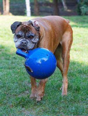 Aha, so that's how you carry it
Keywords: Animal Animals Ball Boxer Boxers Canine Canines Dog Dogs Land Mammal Land Mammals Phoebe Play Playing Playtime Terrestrial Mammal Terrestrial Mammals