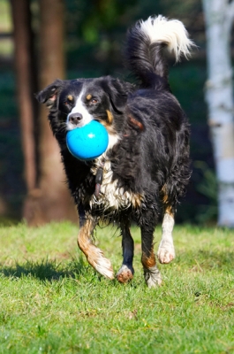 Here I come
Palabras clave: Animal Animals Ball Canine Canines Collie Collies Dog Dogs Jake Land Mammal Land Mammals Play Playing Playtime Terrestrial Mammal Terrestrial Mammals