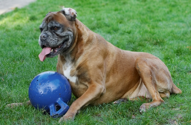 Boy, it's hard work carrying this thing
Ključne besede: Animal Animals Ball Boxer Boxers Canine Canines Dog Dogs Land Mammal Land Mammals Phoebe Play Playing Playtime Terrestrial Mammal Terrestrial Mammals Tongue