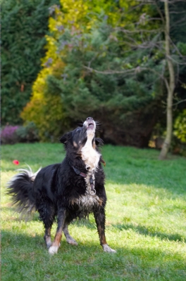 Now, concentrate
Anahtar kelimeler: Animal Animals Canine Canines Collie Collies Dog Dogs Jake Land Mammal Land Mammals Play Playing Playtime Terrestrial Mammal Terrestrial Mammals