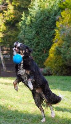 Yikes, missed
Ključne besede: Animal Animals Ball Canine Canines Catch Collie Collies Dog Dogs Jake Jump Jumping Land Mammal Land Mammals Leap Leaping Play Playing Playtime Terrestrial Mammal Terrestrial Mammals