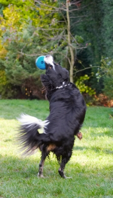 Now, that's a catch
Trefwoorden: Animal Animals Ball Canine Canines Catch Catching Collie Collies Dog Dogs Jake Jump Jumping Land Mammal Land Mammals Leap Leaping Play Playing Playtime Terrestrial Mammal Terrestrial Mammals