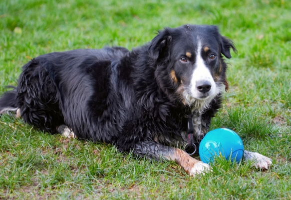 Jus' taking time out
Keywords: Animal Animals Ball Canine Canines Collie Collies Dog Dogs Jake Land Mammal Land Mammals Play Playing Playtime Terrestrial Mammal Terrestrial Mammals