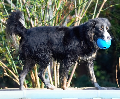 OK..........
Keywords: Animal Animals Ball Canine Canines Collie Collies Dog Dogs Jake Land Mammal Land Mammals Play Playing Playtime Terrestrial Mammal Terrestrial Mammals