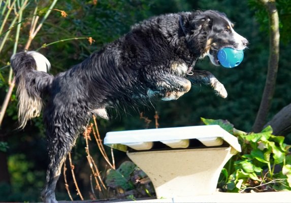 ........... I'll take a flying leap
Schlüsselwörter: Animal Animals Ball Canine Canines Collie Collies Dog Dogs Jake Land Mammal Land Mammals Leap Leaping Play Playing Playtime Terrestrial Mammal Terrestrial Mammals