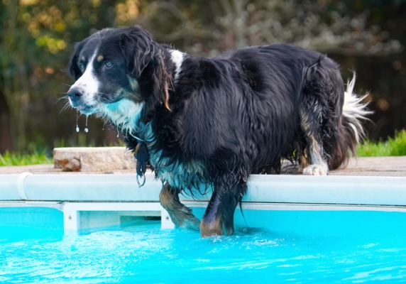 Hmmm, gotta thing this one out
Keywords: Animal Animals Canine Canines Collie Collies Dog Dogs Jake Land Mammal Land Mammals Play Playing Playtime Pool Swimming Terrestrial Mammal Terrestrial Mammals Water