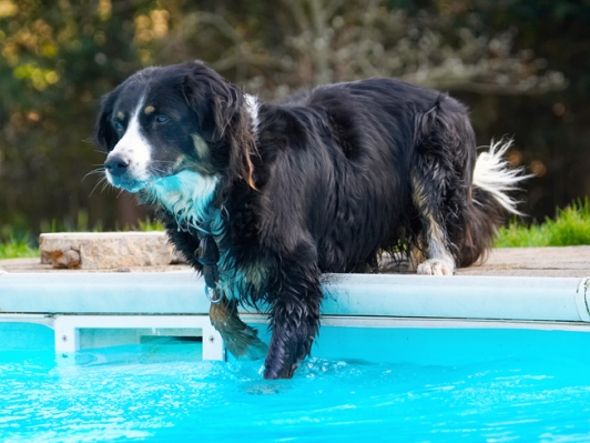 Still thinking
Ключевые слова: Animal Animals Canine Canines Collie Collies Dog Dogs Jake Land Mammal Land Mammals Play Playing Playtime Pool Swimming Terrestrial Mammal Terrestrial Mammals Water