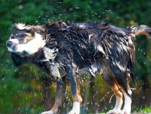 Shake, rattle and roll
Schlüsselwörter: Animal Animals Canine Canines Collie Collies Dog Dogs Jake Land Mammal Land Mammals Play Playing Playtime Shake Shaking Terrestrial Mammal Terrestrial Mammals