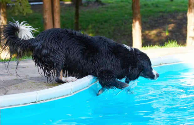 Maybe, if I try from this side.......
Schlüsselwörter: Animal Animals Canine Canines Collie Collies Dog Dogs Jake Land Mammal Land Mammals Play Playing Playtime Pool Swimming Terrestrial Mammal Terrestrial Mammals Water
