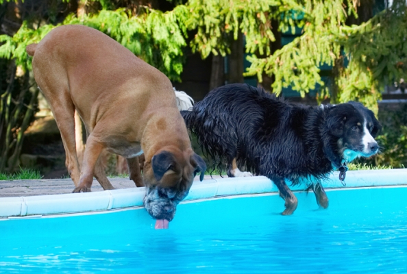How can Phoebe drink at a time like this??
Klíčová slova: Animal Animals Boxer Boxers Canine Canines Collie Collies Dog Dogs Drink Drinking Jake Land Mammal Land Mammals Phoebe Play Playing Playtime Pool Swimming Terrestrial Mammal Terrestrial Mammals Tongue Water