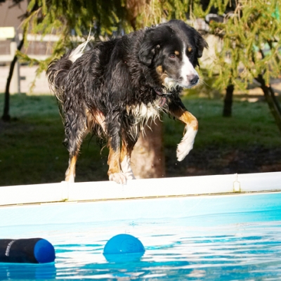 OK, shall I dive in
Keywords: Animal Animals Ball Canine Canines Collie Collies Dog Dogs Jake Land Mammal Land Mammals Play Playing Playtime Pool Swimming Terrestrial Mammal Terrestrial Mammals Water
