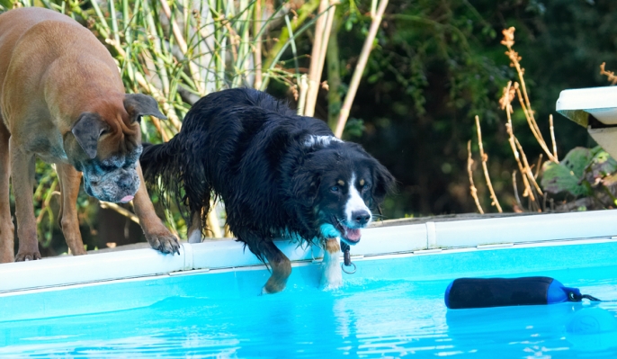 Getting closer
Schlüsselwörter: Animal Animals Best Boxer Boxers Canine Canines Collie Collies Dog Dogs Friends Jake Land Mammal Land Mammals Phoebe Play Playing Playtime Pool Swimming Terrestrial Mammal Terrestrial Mammals Water