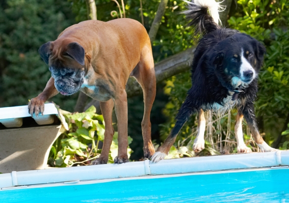 C'mon, two heads are better than one
Anahtar kelimeler: Animal Animals Best Boxer Boxers Canine Canines Collie Collies Dog Dogs Friends Jake Land Mammal Land Mammals Phoebe Play Playing Playtime Pool Swimming Terrestrial Mammal Terrestrial Mammals Water