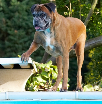 Boy, this is a big pool
Trefwoorden: Animal Animals Boxer Boxers Canine Canines Dog Dogs Land Mammal Land Mammals Phoebe Play Playing Playtime Terrestrial Mammal Terrestrial Mammals Tongue