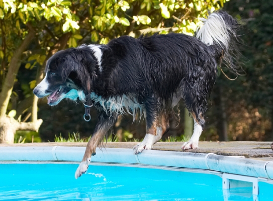 Let's just test the water
Trefwoorden: Animal Animals Canine Canines Collie Collies Dog Dogs Jake Land Mammal Land Mammals Play Playing Playtime Pool Swimming Terrestrial Mammal Terrestrial Mammals Water
