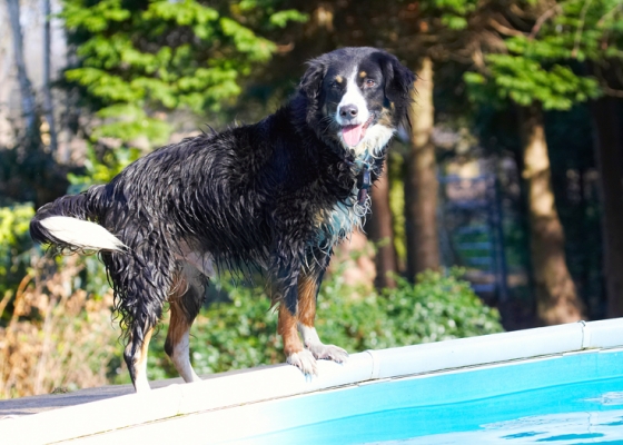 Well, you tell me how to get the ball!!
Keywords: Animal Animals Canine Canines Collie Collies Dog Dogs Jake Land Mammal Land Mammals Play Playing Playtime Pool Swimming Terrestrial Mammal Terrestrial Mammals Tongue Water