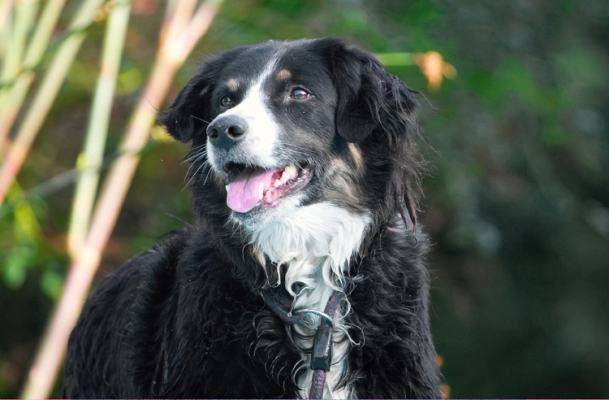 Can you help me
Ključne besede: Animal Animals Canine Canines Collie Collies Dog Dogs Jake Land Mammal Land Mammals Play Playing Playtime Terrestrial Mammal Terrestrial Mammals Tongue