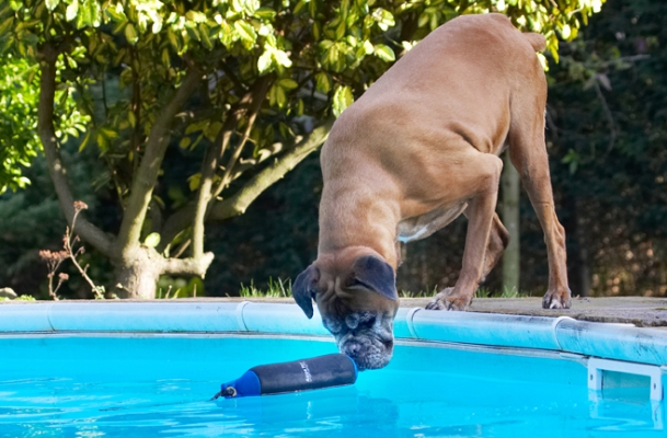 Ooooooh, I am really close
Keywords: Animal Animals Boxer Boxers Canine Canines Dog Dogs Land Mammal Land Mammals Phoebe Play Playing Playtime Pool Swimming Terrestrial Mammal Terrestrial Mammals Water