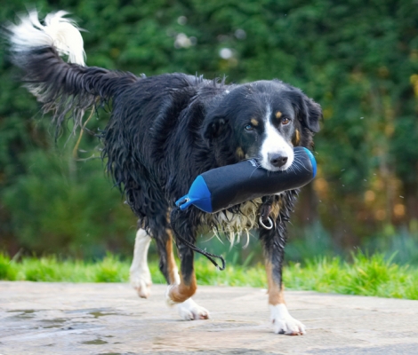 Yeah, I'm like the dog that got the bone
Ključne besede: Animal Animals Canine Canines Collie Collies Dog Dogs Jake Land Mammal Land Mammals Play Playing Playtime Terrestrial Mammal Terrestrial Mammals