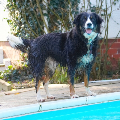 WOT, you want me to go in!!!!!!!!!!
Schlüsselwörter: Animal Animals Canine Canines Collie Collies Dog Dogs Jake Land Mammal Land Mammals Play Playing Playtime Pool Swimming Terrestrial Mammal Terrestrial Mammals Tongue Water