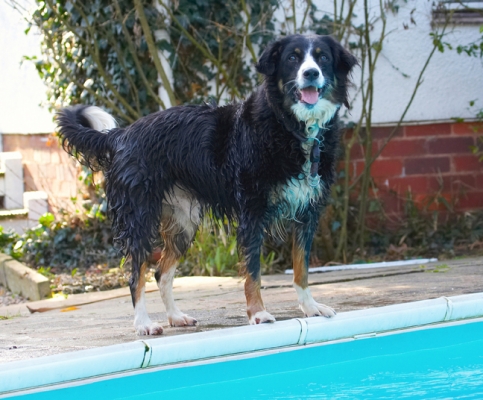 Wot, now
Schlüsselwörter: Animal Animals Canine Canines Collie Collies Dog Dogs Jake Land Mammal Land Mammals Play Playing Playtime Pool Swimming Terrestrial Mammal Terrestrial Mammals Tongue Water