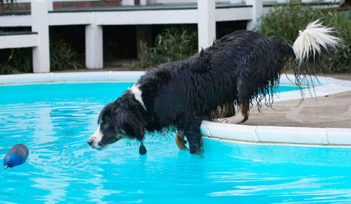 I jus' know I can get it from here
Schlüsselwörter: Animal Animals Canine Canines Collie Collies Dog Dogs Jake Land Mammal Land Mammals Play Playing Playtime Pool Swimming Terrestrial Mammal Terrestrial Mammals Water