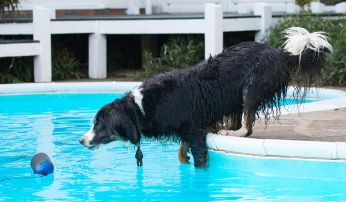 C'mon, all it takes is concentration...........
Ključne besede: Animal Animals Canine Canines Collie Collies Dog Dogs Jake Land Mammal Land Mammals Play Playing Playtime Pool Swimming Terrestrial Mammal Terrestrial Mammals Water