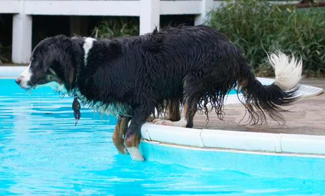 .......... and willpower
Palabras Clave: Animal Animals Canine Canines Collie Collies Dog Dogs Jake Land Mammal Land Mammals Play Playing Playtime Pool Swimming Terrestrial Mammal Terrestrial Mammals Water