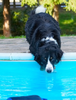 C'mon, come to Daddy
Ключові слова: Animal Animals Canine Canines Collie Collies Dog Dogs Jake Land Mammal Land Mammals Play Playing Playtime Pool Swimming Terrestrial Mammal Terrestrial Mammals