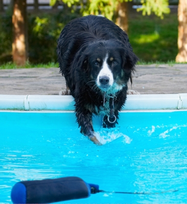 Aha, perhaps this is the way.........
Keywords: Animal Animals Canine Canines Collie Collies Dog Dogs Jake Land Mammal Land Mammals Play Playing Playtime Pool Splash Splashing Swimming Terrestrial Mammal Terrestrial Mammals Water