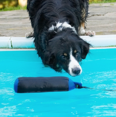 ......... see, it worked
Ключови думи: Animal Animals Canine Canines Collie Collies Dog Dogs Jake Land Mammal Land Mammals Play Playing Playtime Pool Swimming Terrestrial Mammal Terrestrial Mammals