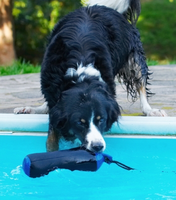 It worked
Keywords: Animal Animals Canine Canines Collie Collies Dog Dogs Jake Land Mammal Land Mammals Play Playing Playtime Pool Swimming Terrestrial Mammal Terrestrial Mammals Water