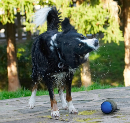 Spin .........
Ключові слова: Animal Animals Canine Canines Collie Collies Dog Dogs Jake Land Mammal Land Mammals Play Playing Playtime Shake Shaking Spin Terrestrial Mammal Terrestrial Mammals