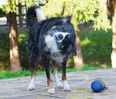 ......... dry
Ključne besede: Animal Animals Canine Canines Collie Collies Dog Dogs Jake Land Mammal Land Mammals Play Playing Playtime Shake Shaking Spin Terrestrial Mammal Terrestrial Mammals