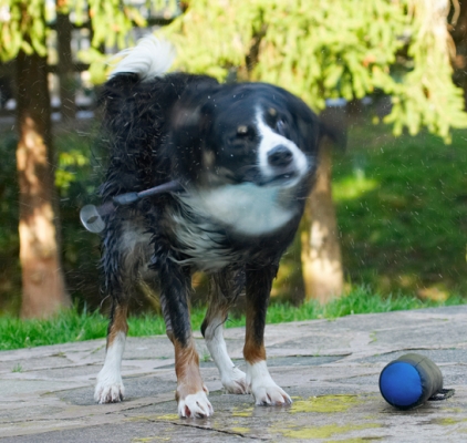 Rotation
Keywords: Animal Animals Canine Canines Collie Collies Dog Dogs Jake Land Mammal Land Mammals Play Playing Playtime Shake Shaking Spin Terrestrial Mammal Terrestrial Mammals
