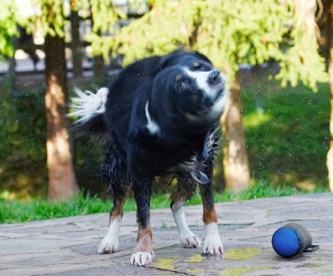 Boy, this is hard work
Palabras clave: Animal Animals Canine Canines Collie Collies Dog Dogs Jake Land Mammal Land Mammals Play Playing Playtime Shake Shaking Spin Terrestrial Mammal Terrestrial Mammals