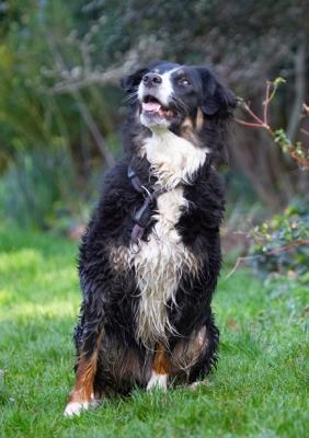 OK, what now
Palabras clave: Alert Animal Animals Attention Canine Canines Collie Collies Dog Dogs Jake Land Mammal Land Mammals Play Playing Playtime Sit Sitting Terrestrial Mammal Terrestrial Mammals Tongue