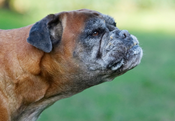 Yummmmmmmmmmm
Keywords: Animal Animals Boxer Boxers Butter Canine Canines Dog Dogs Land Mammal Land Mammals Peanut Phoebe Play Playing Playtime Terrestrial Mammal Terrestrial Mammals