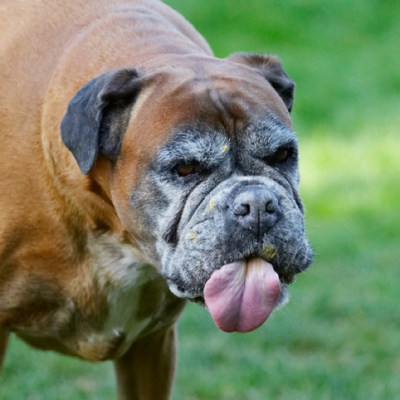 Has it all gone yet?
Schlüsselwörter: Animal Animals Boxer Boxers Butter Canine Canines Dog Dogs Land Mammal Land Mammals Peanut Phoebe Play Playing Playtime Terrestrial Mammal Terrestrial Mammals Tongue