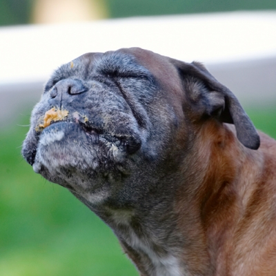 Heavenly!!!!!!!!!!!!!
Słowa kluczowe: Animal Animals Boxer Boxers Butter Canine Canines Dog Dogs Land Mammal Land Mammals Peanut Phoebe Play Playing Playtime Terrestrial Mammal Terrestrial Mammals